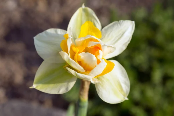 Early Bulbous Flower Decorative Hybrid Narcissus Garden Spring Sunny Day — Stock Photo, Image