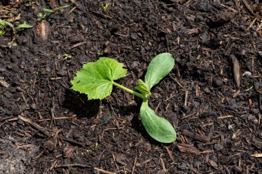Pamuklu yapraklar ve baharda bahçede filizlenen bir kavunun ilk yaprağı..