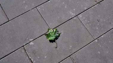 Yakından yeşil, beyaz benekli akçaağaç yaprağı, gri taş kaldırımda.