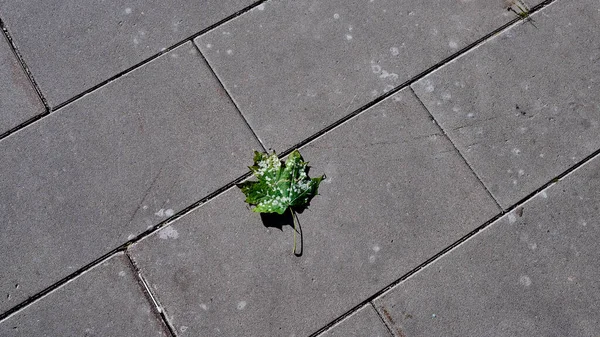 Primer plano verde en manchas blancas hoja de arce sobre pavimento de piedra gris — Foto de Stock