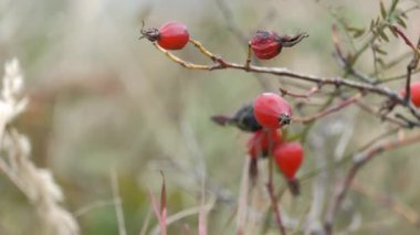 Briar Rose Rosehip (Almanca: Hagebutte) Rosa canina. Tatlı Briar. Taze olgun kalçalar, çiğ yaban mersini ya da tohum ve sağlıklı gıda kavramı olan köpek gülü meyveleri..