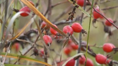 Briar Rose Rosehip (Almanca: Hagebutte) Rosa canina. Tatlı Briar. Taze olgun kalçalar, çiğ yaban mersini ya da tohum ve sağlıklı gıda kavramı olan köpek gülü meyveleri..