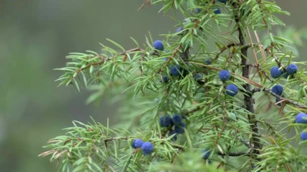 Ein Bund Wacholderbeeren Herbst Rocky Mountain Wacholder Mit Wacholderbeeren Juniperus — Stockvideo