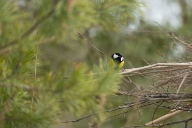 Daldaki kuş. Güzel parus ya da bir ağacın dalındaki meme faresi kuşu, kışın baharı bekliyor. Doğada ötücü kuş.