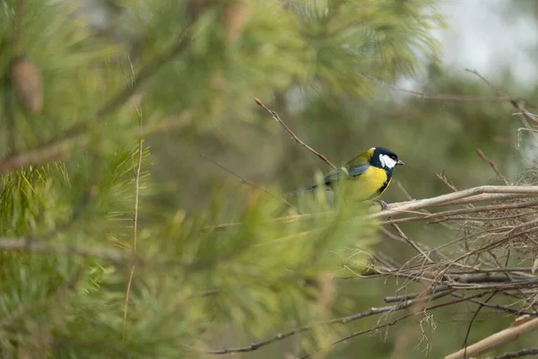 Madár Ágban Gyönyörű Parus Vagy Titegér Madár Egy Ágán Télen — Stock Fotó