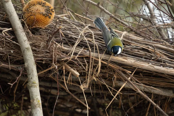 枝に鳥 春を待っている冬には 木の枝に美しいParusまたはTitmouse鳥 自然の生息地でのソングバード — ストック写真