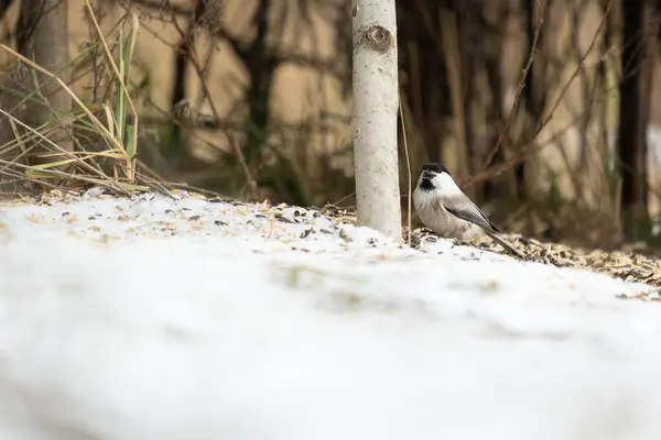 Madár Ágban Gyönyörű Parus Vagy Titegér Madár Egy Ágán Télen — Stock Fotó