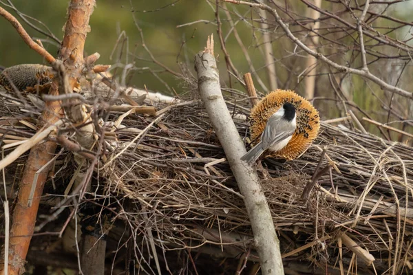 Bird Branch Beautiful Parus Titmouse Bird Branch Tree Winter Waiting — 图库照片