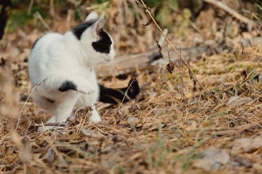 Ormanda sonbaharda gezen hayvanlar. Kedi sonbahar kozalaklı ormanında yürüyor. Güzel kedi sonbahar parkında sarı iğnelerde yürüyor..