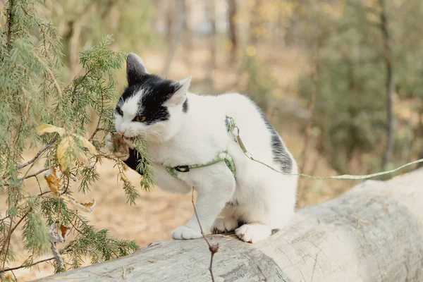 Pets Walking Autumn Outdoor Adventure Forest Cat Eat Green Juniper — Stock Photo, Image