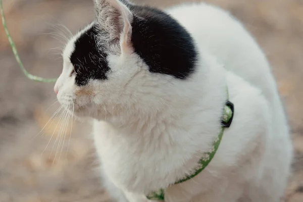 Walking Black White Cat Park Young Cute Cat Leash Pets — Stock Photo, Image