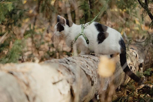Pets Walking Autumn Outdoor Adventure Forest Cat Eat Green Juniper — Stock Photo, Image
