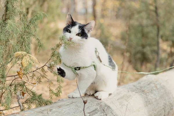 Pets Walking Autumn Outdoor Adventure Forest Cat Eat Green Juniper — 图库照片