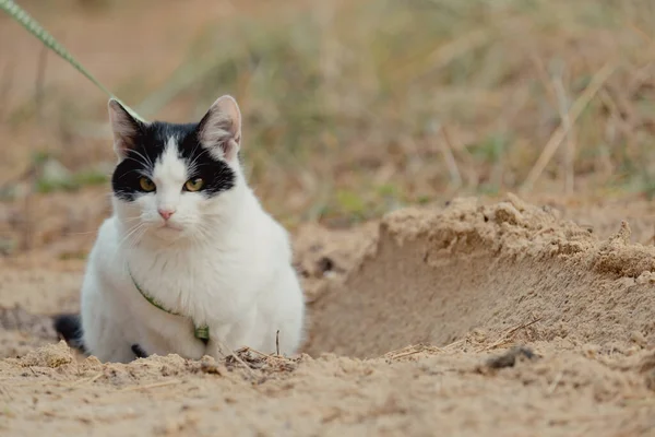 Walking Black White Cat Park Young Wicked Cat Leash Pets — 图库照片