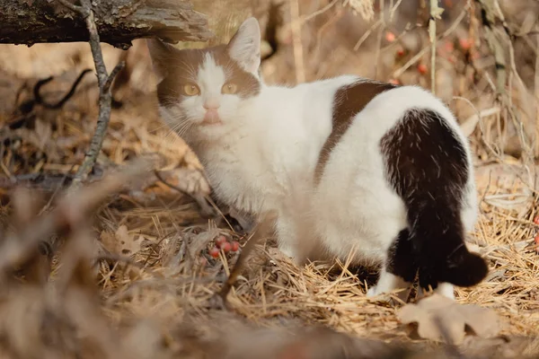 Pets Walking Autumn Outdoor Adventure Forest Cat Walks Autumn Coniferous — Stock Photo, Image