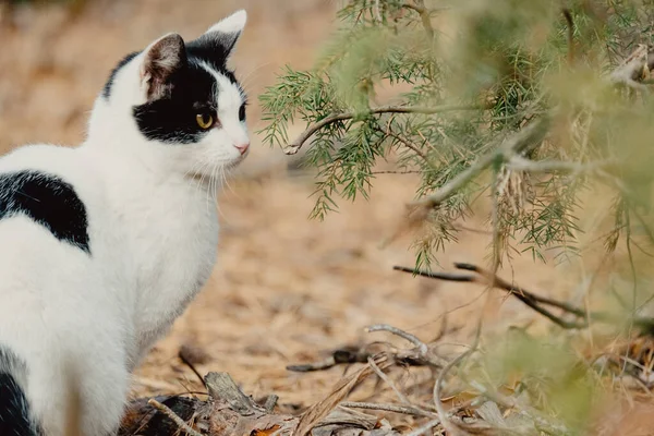 Pets Walking Autumn Outdoor Adventure Forest Cat Walks Autumn Coniferous — 图库照片