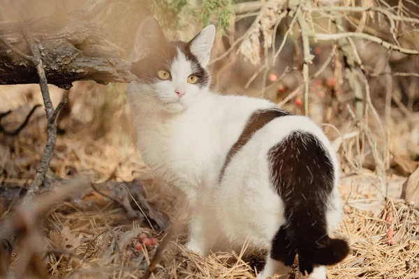 Pets Walking Autumn Outdoor Adventure Forest Cat Walks Autumn Coniferous — Stock Photo, Image