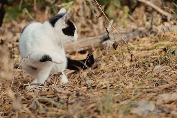 Mascotas Caminando Otoño Aventura Aire Libre Bosque Gato Pasea Por — Foto de Stock