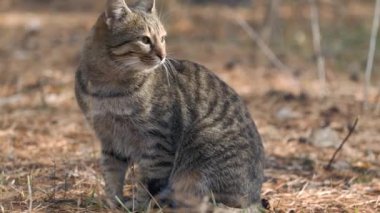 Kedi sesiyle miyavlayan İngiliz cins kedi, Doğa zemininde doğal kedi sesiyle miyavlayan güzel kedi..