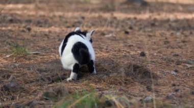 Kedi sahnesi kavgası, tekir kadın kedi şehir dışında siyah beyaz erkek kediye saldırdı.. 
