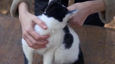 Tımarlama, kediyi tarama. Kadın bir tarakla bir kedinin kürkünü tırmalıyor. Safkan tüylü bir kedi için güzellik salonu. Dişi el, İskoç kedisini saç çözme aleti ile tarıyor, tüy döküyor