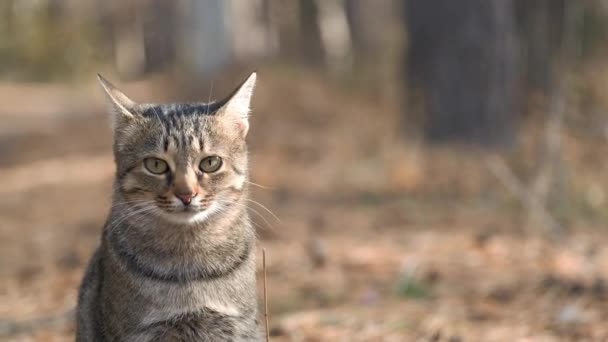 Kedi Sesiyle Miyavlayan Ngiliz Cins Kedi Doğa Zemininde Doğal Kedi — Stok video