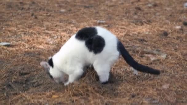 Kočka Zahrabává Výkaly Tlapami Listnatém Lese Kočka Připraví Písek Zahradě — Stock video