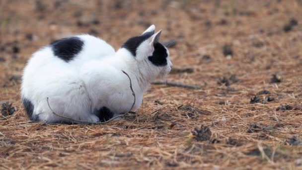 밖에서 고양이를 쓰다듬는다 풀밭의 속에서 털북숭이 고양이와 다닌다 귀여운 고양이는 — 비디오