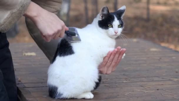 Περιποίηση Χτένισμα Γάτας Μια Γυναίκα Ξύνει Γούνα Μιας Γάτας Μια — Αρχείο Βίντεο