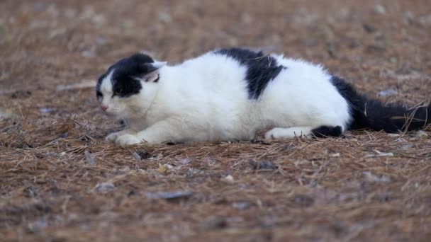 Cat Jelenet Harc Kalandos Hölgy Macska Támadás Fekete Fehér Férfi — Stock videók