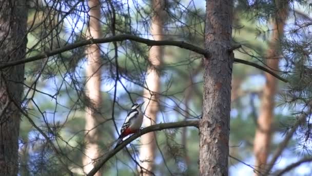 Weißrückenspecht Sucht Auf Dem Waldbaum Hockende Insekten Und Fliegt Von — Stockvideo