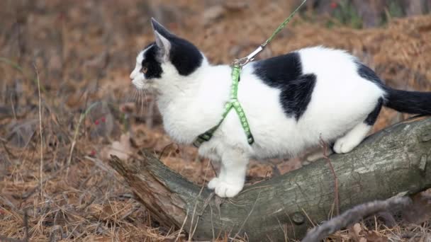散歩中のペット猫は 綱とハーネスウォークを身に着けています 女性はふわふわの猫と緑の芝生の上で森の中を歩いている かわいい子猫は所有者と一緒に公園を散歩します ペットケア — ストック動画