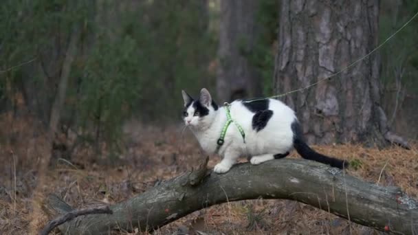 Kiscicák Sétálnak Szabadban Pórázon Béklyóban Pórázon Sétál Bolyhos Macskájával Erdőben — Stock videók