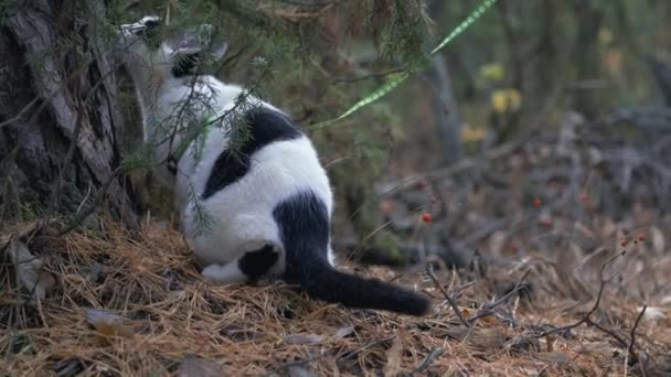 Chat Animal Compagnie Sur Une Promenade Extérieur Laisse Harnais Marche — Video
