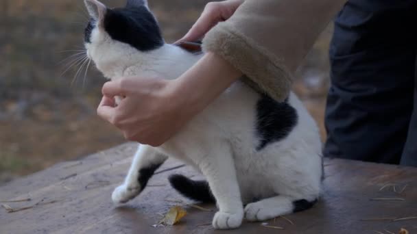 Tımarlama Kediyi Tarama Kadın Bir Tarakla Bir Kedinin Kürkünü Tırmalıyor — Stok video