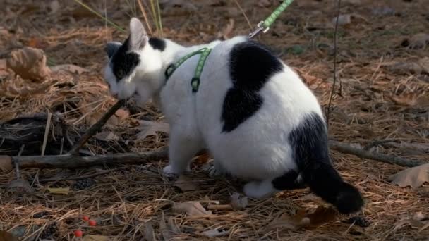 Dışarıda Gezen Evcil Kedi Kadın Yeşil Çimenlikte Tüylü Kedisiyle Ormanda — Stok video
