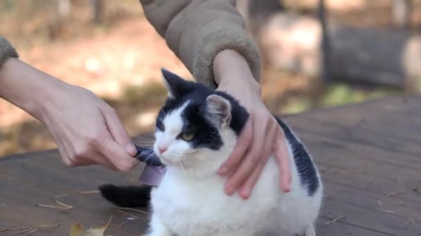 Grooming Combing Cat Woman Scratches Fur Cat Comb Beauty Salon — Stock Video