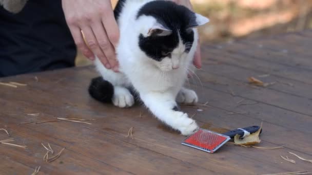 Tımarlama Kediyi Tarama Kadın Bir Tarakla Bir Kedinin Kürkünü Tırmalıyor — Stok video