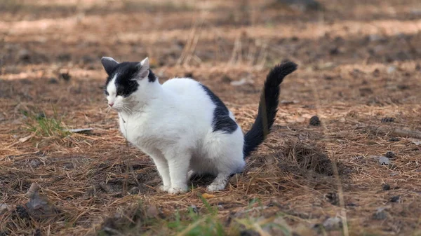 Kočka Zahrabává Výkaly Tlapami Listnatém Lese Kočka Připraví Písek Zahradě — Stock fotografie