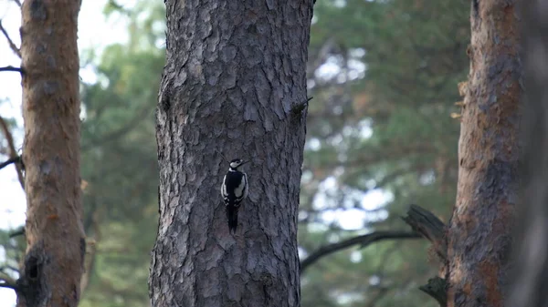 White Backed Woodpecker Searching Insects Perched Forest Tree Flies Branch — 图库照片