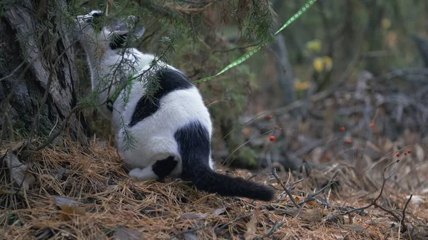 Vrouw Loopt Met Haar Pluizige Kat Aangelijnd Het Bos Een — Stockfoto