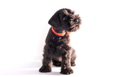 Snauzer köpeği beyaz arka planda izole edildi. Minyatür schnauzer köpek yavrusu.