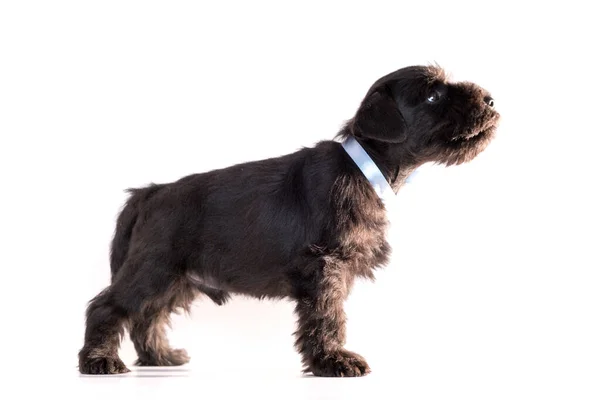 Cane Snauzer Isolato Sfondo Bianco Cucciolo Schnauzer Miniatura — Foto Stock