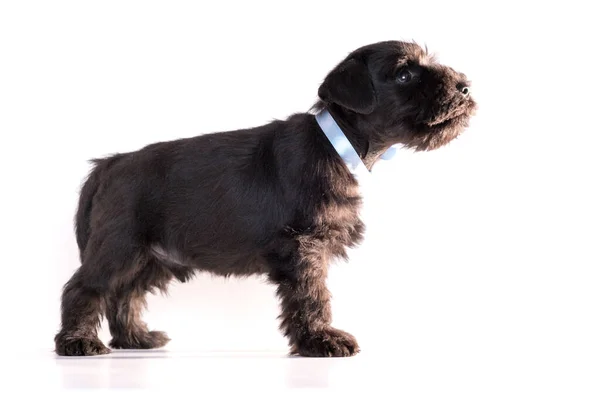 Snauzer Hond Geïsoleerd Witte Achtergrond Miniatuur Schnauzer Puppy — Stockfoto