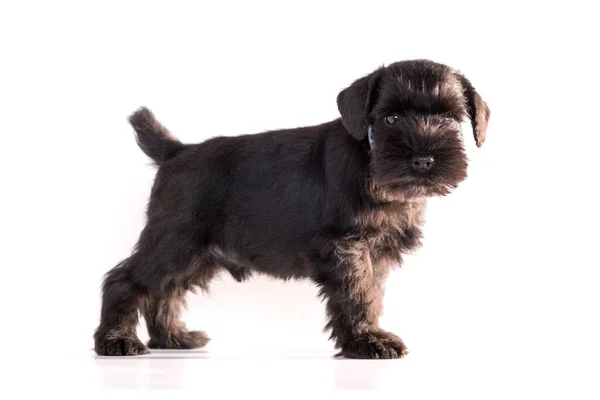 Snauzer Hond Geïsoleerd Witte Achtergrond Miniatuur Schnauzer Puppy — Stockfoto