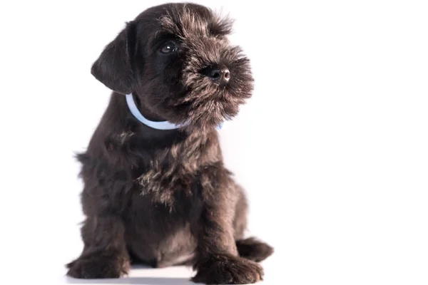 Snauzer Hond Geïsoleerd Witte Achtergrond Miniatuur Schnauzer Puppy — Stockfoto