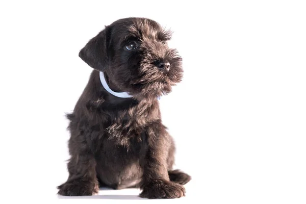 Cane Snauzer Isolato Sfondo Bianco Cucciolo Schnauzer Miniatura — Foto Stock