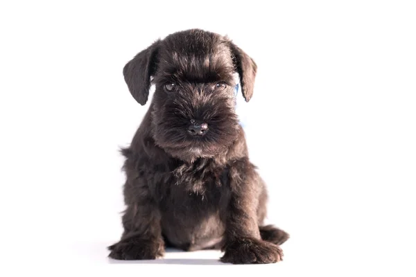 Snauzer Dog Isolated White Background Miniature Schnauzer Puppy — Foto Stock