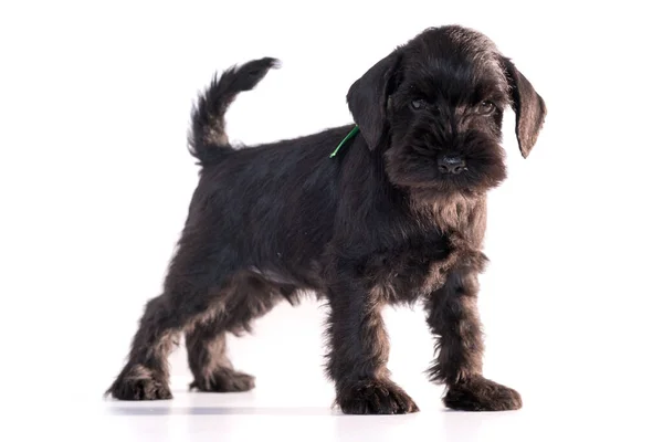 Snauzer Hond Geïsoleerd Witte Achtergrond Miniatuur Schnauzer Puppy — Stockfoto