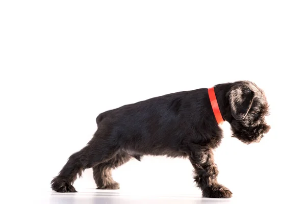 Snauzer Chien Isolé Sur Fond Blanc Chiot Schnauzer Miniature — Photo